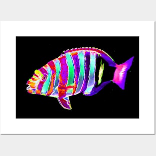 Harlequin Tusk Wrasse Fish Posters and Art